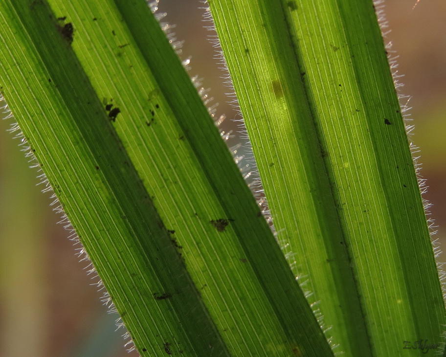 Image of Carex pilosa specimen.