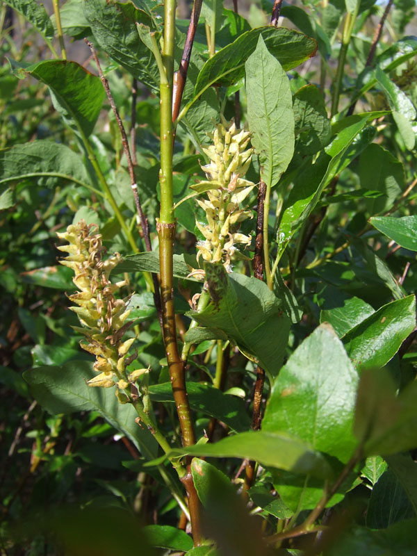 Image of Salix phylicifolia specimen.