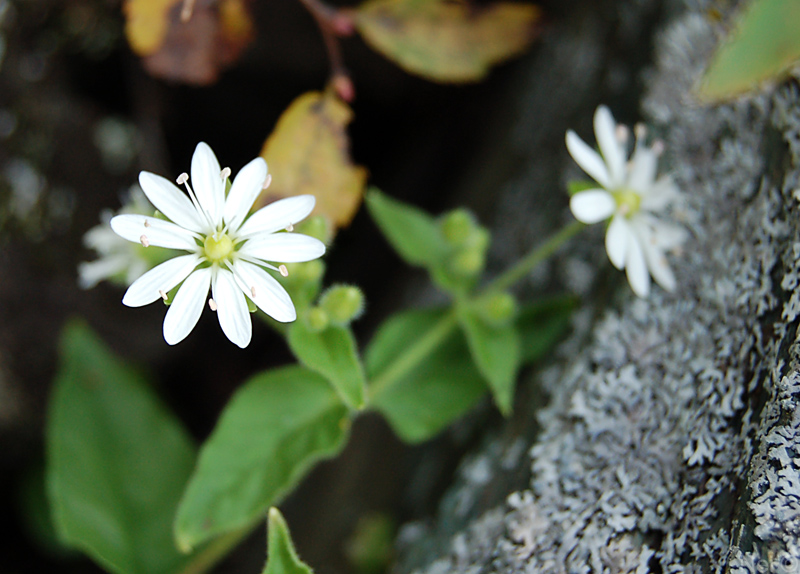 Image of Stellaria bungeana specimen.