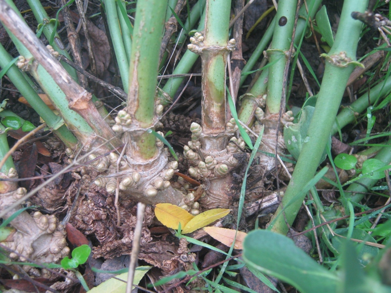 Image of Zygophyllum fabago specimen.