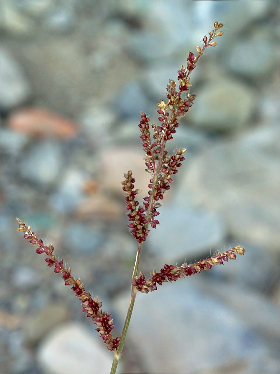 Image of Echinochloa crus-galli specimen.