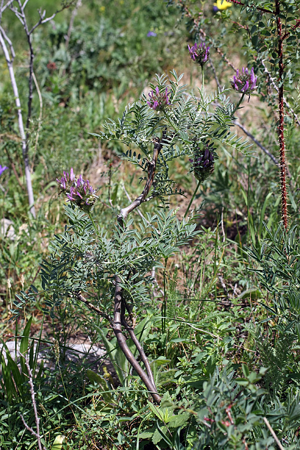 Изображение особи Astragalus ugamicus.