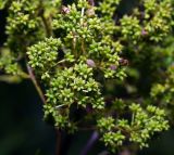 Thalictrum lucidum