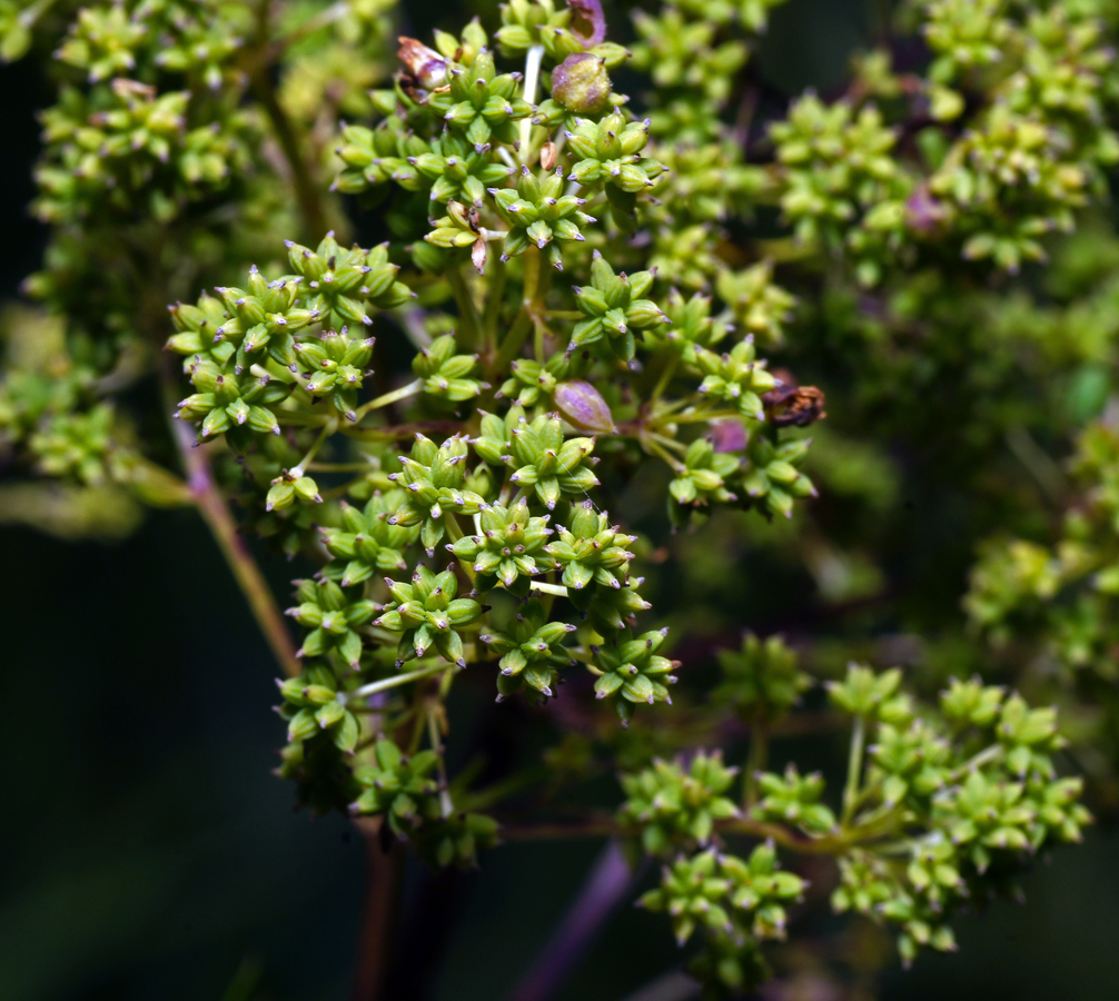 Изображение особи Thalictrum lucidum.