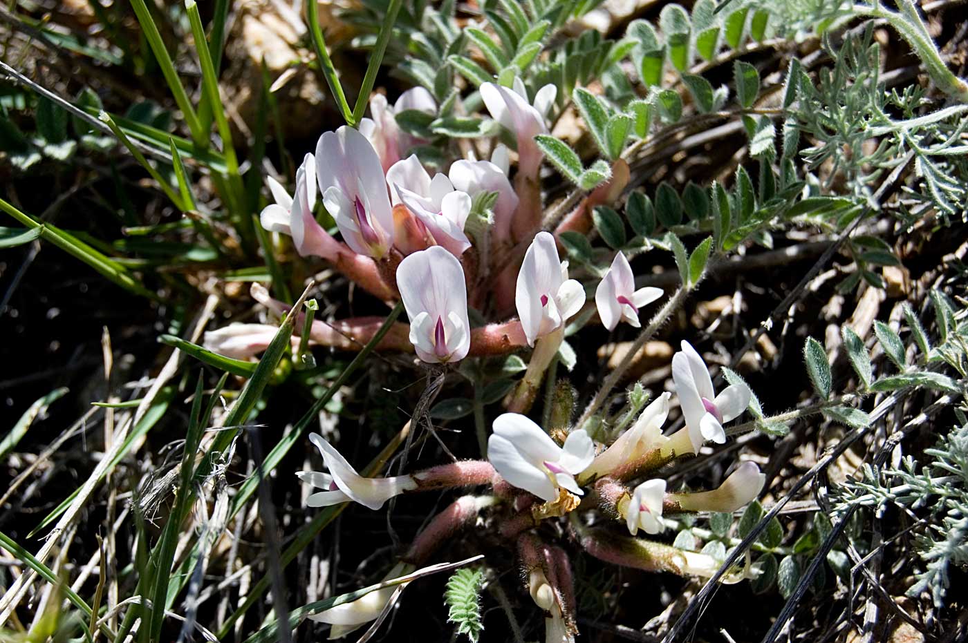 Image of Astragalus testiculatus specimen.