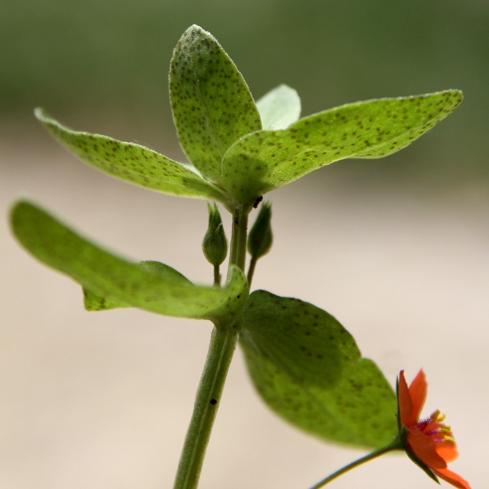 Image of Anagallis arvensis specimen.