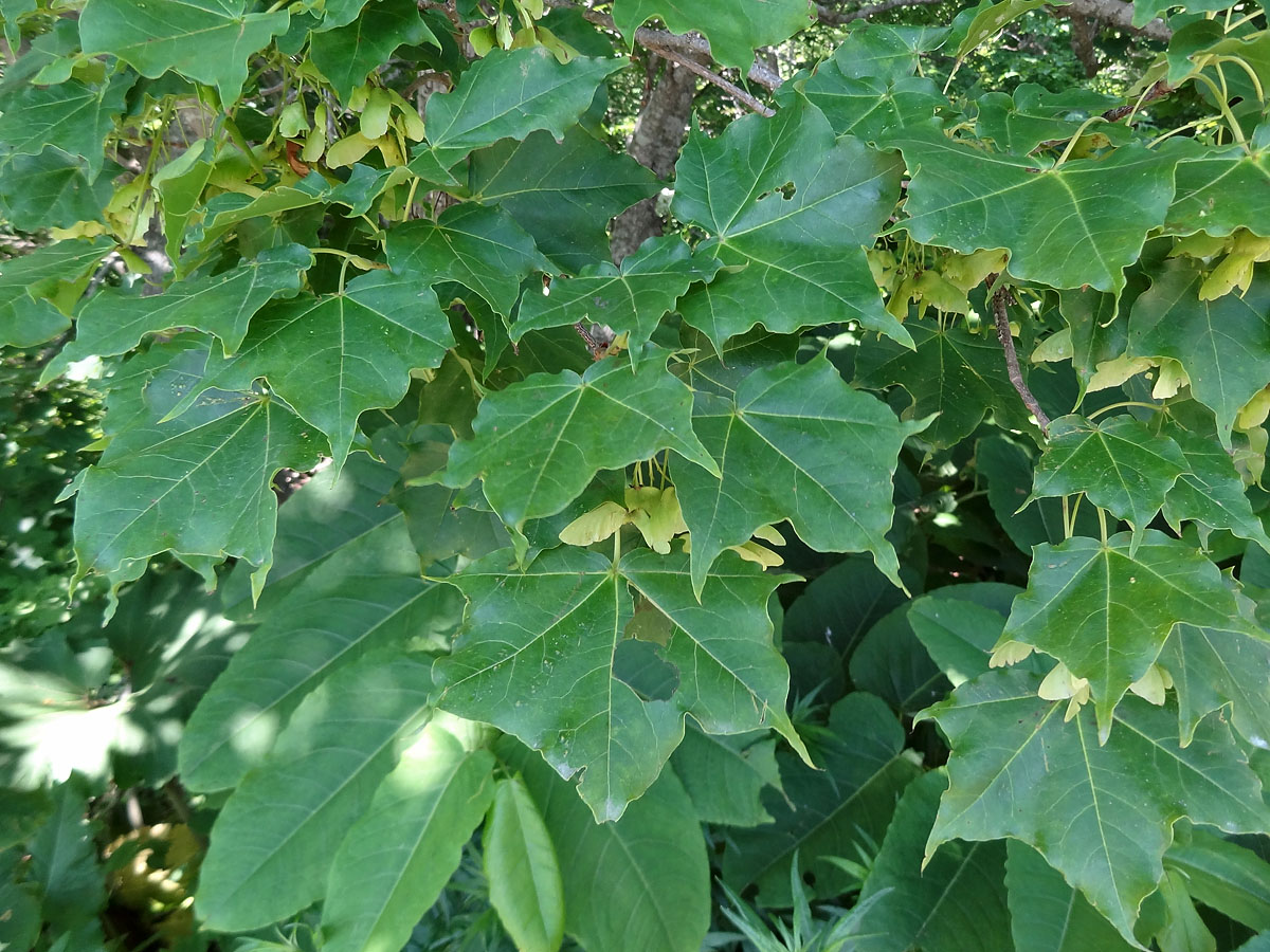 Image of Acer mayrii specimen.