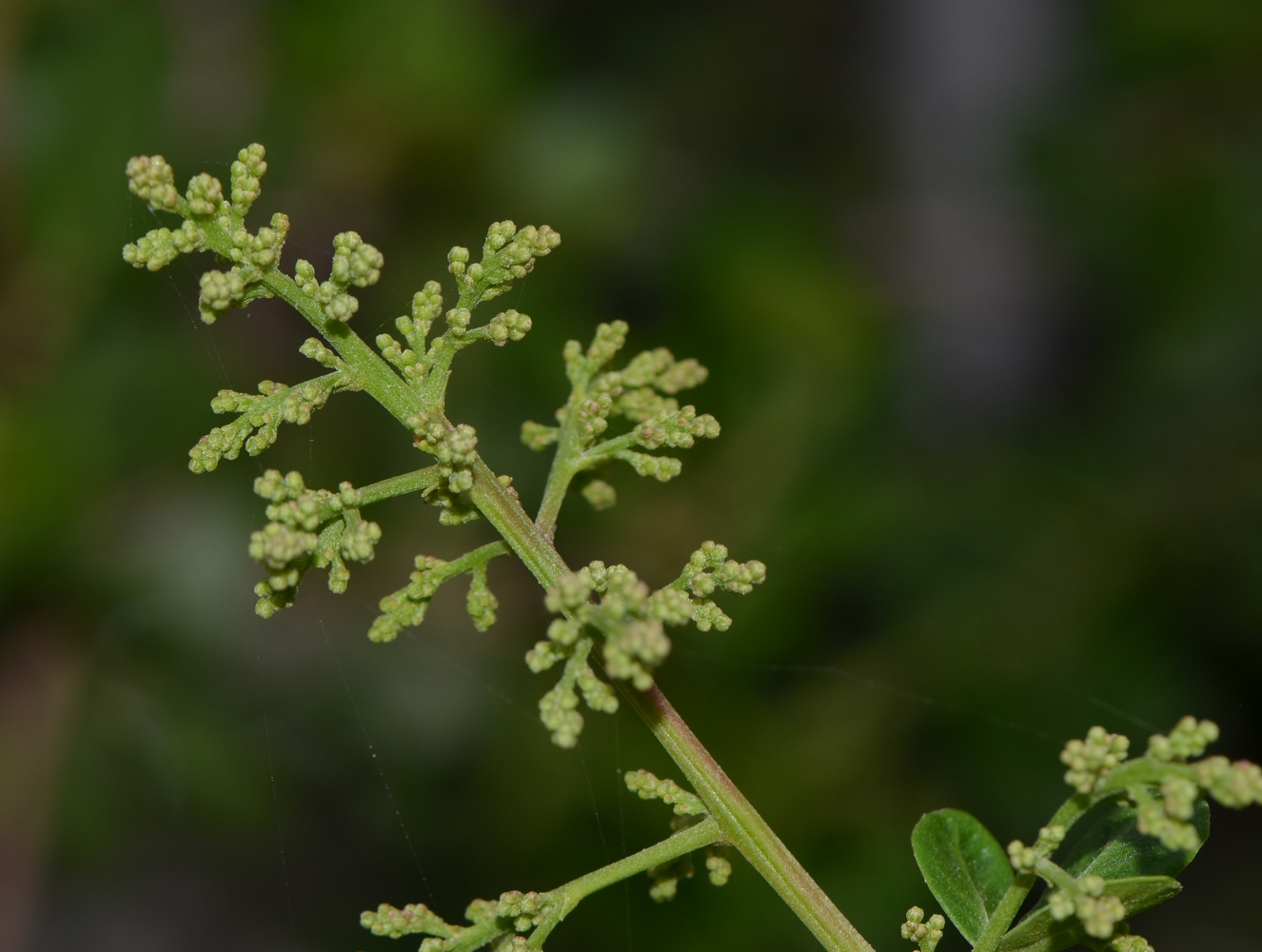 Image of Rhus laevigata specimen.