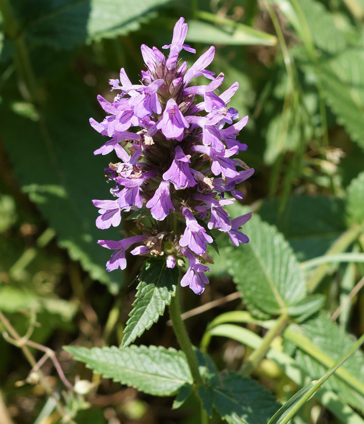 Image of Betonica betoniciflora specimen.