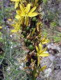 Asphodeline lutea