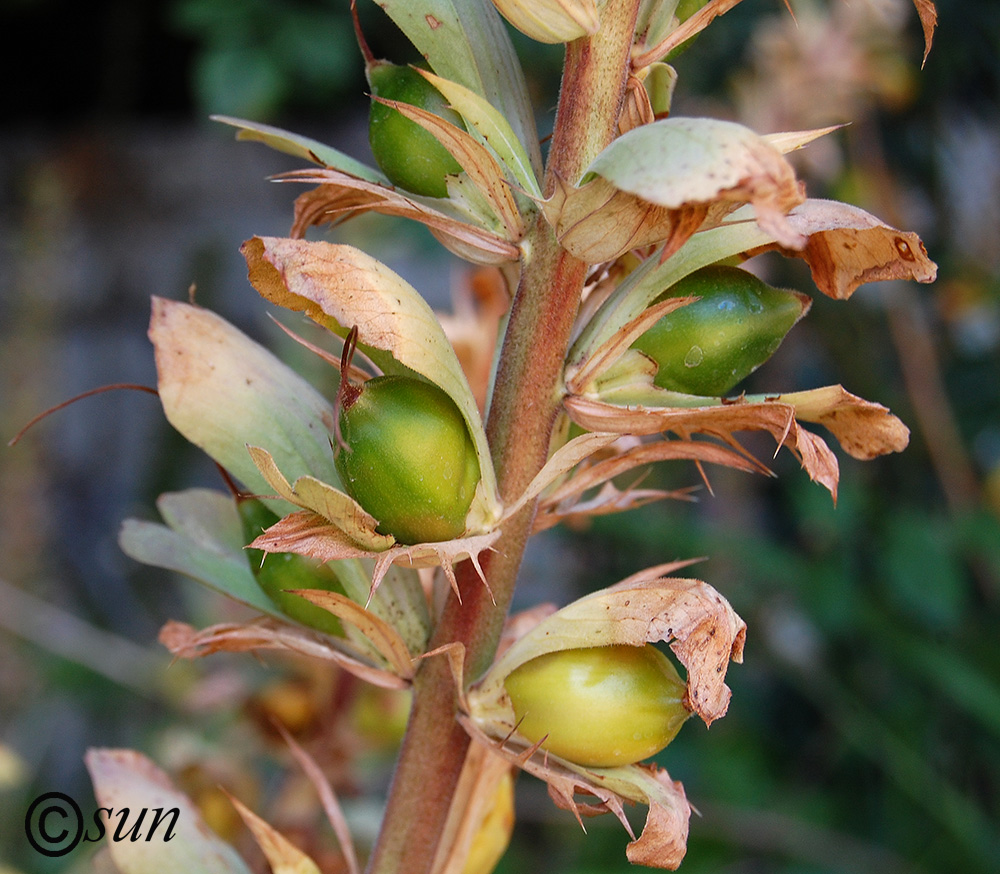 Изображение особи Acanthus mollis.