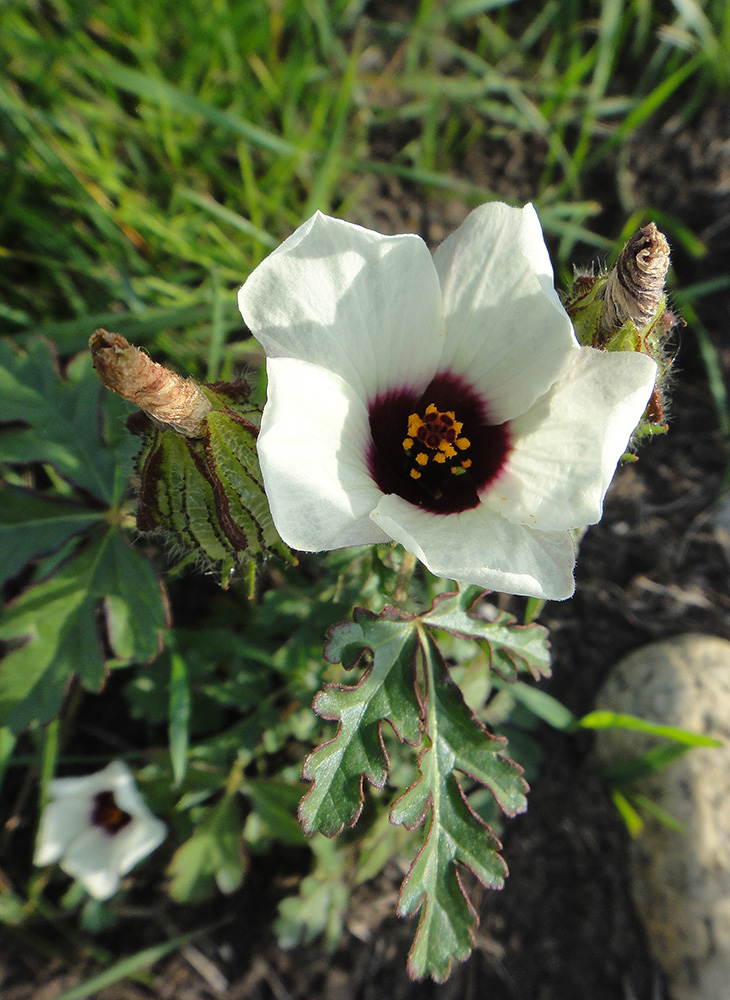 Изображение особи Hibiscus trionum.