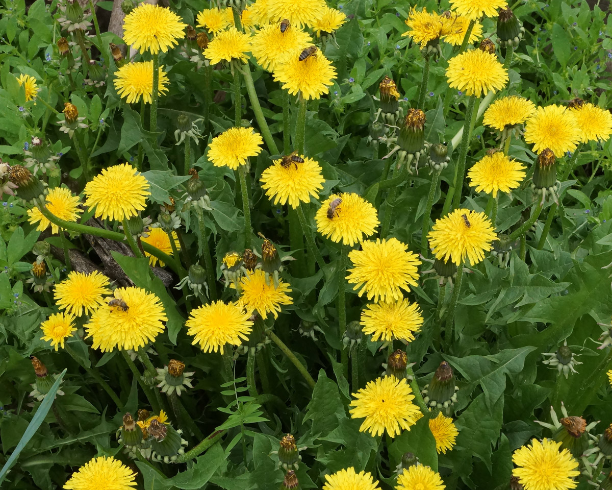 Image of Taraxacum officinale specimen.