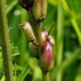 Astragalus uliginosus. Часть соплодия. Приморский край, Шкотовский р-н, окр. с. Новонежино, заболоченный луг. 06.07.2014.