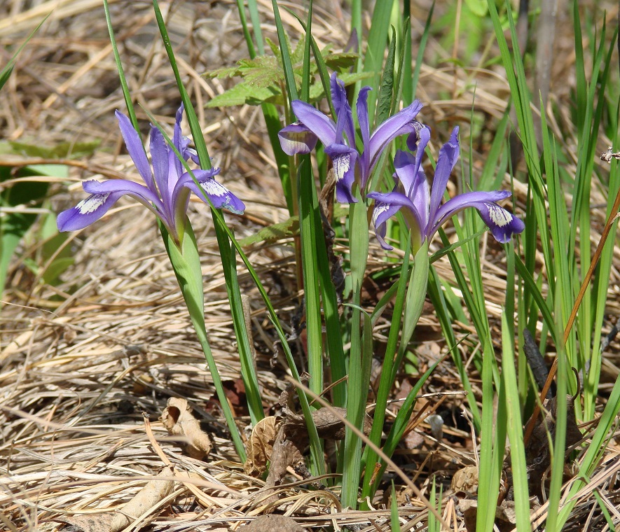 Image of Iris ruthenica specimen.