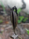 Cypripedium calceolus