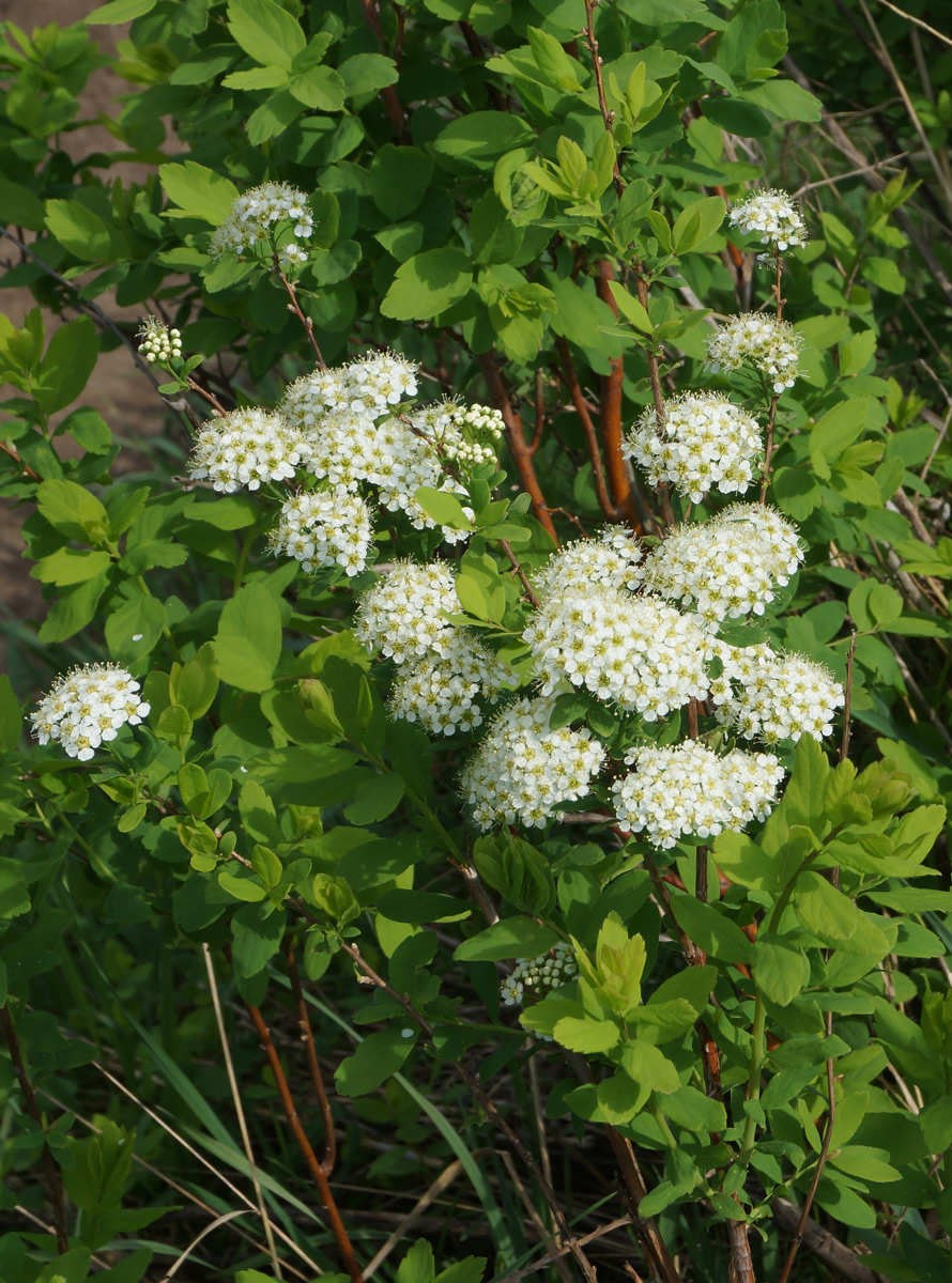 Image of Spiraea media specimen.