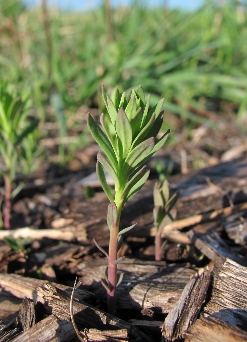 Image of Linaria vulgaris specimen.