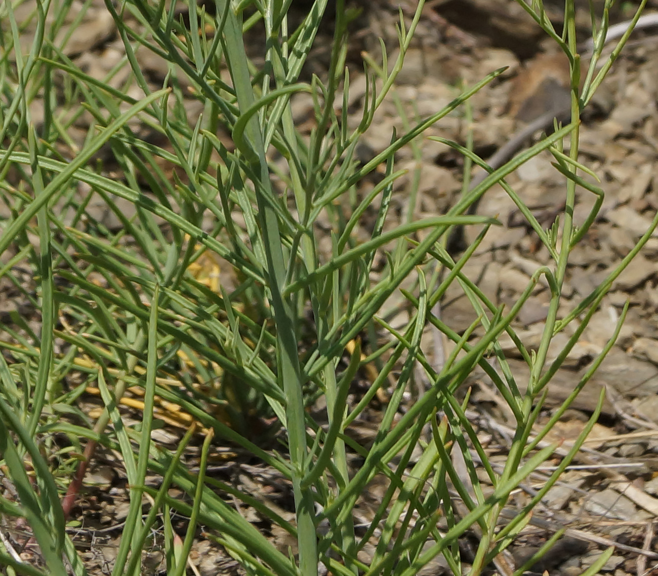 Image of genus Linaria specimen.