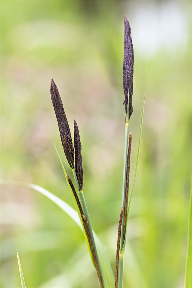 Изображение особи Carex acuta.