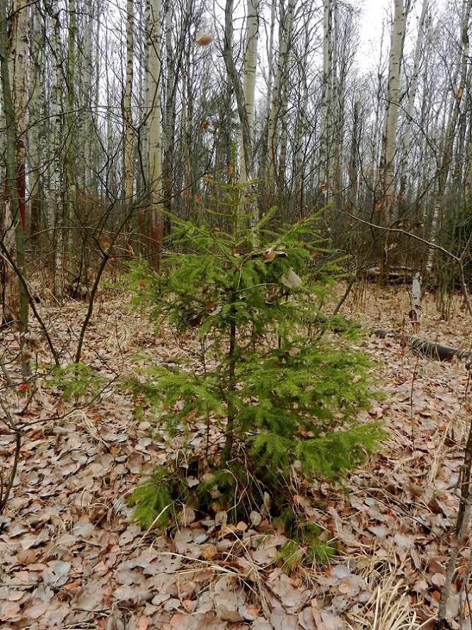 Image of Picea abies specimen.