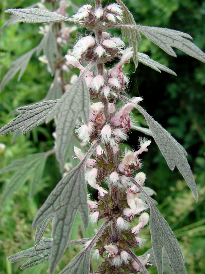 Image of Leonurus quinquelobatus specimen.