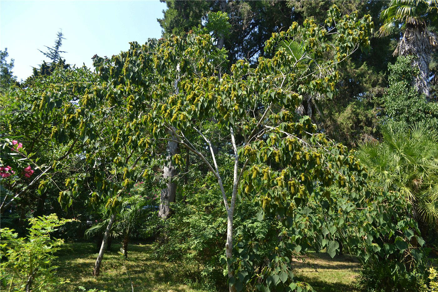 Image of Mallotus japonicus specimen.