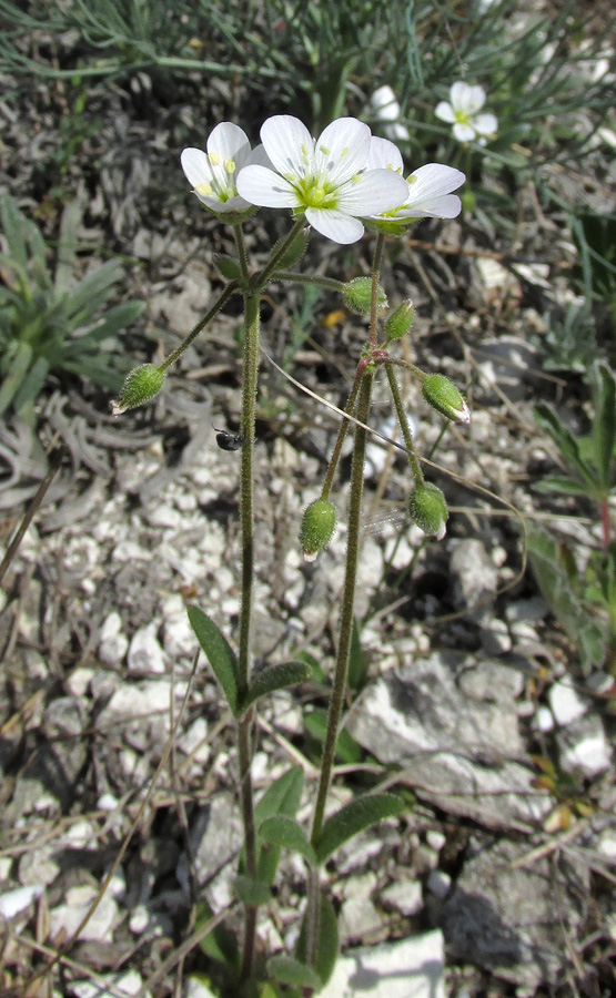 Image of Holosteum glutinosum ssp. liniflorum specimen.