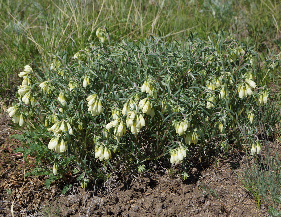 Image of Onosma simplicissima specimen.