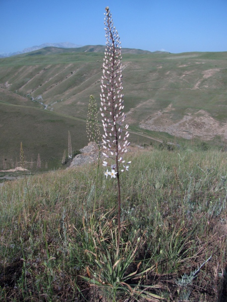 Image of Eremurus olgae specimen.