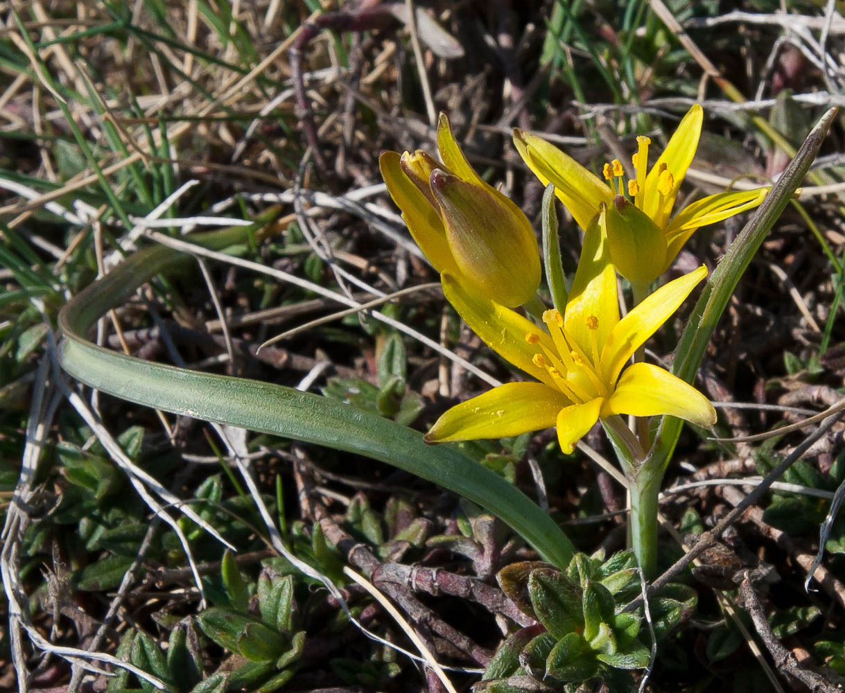 Image of genus Gagea specimen.