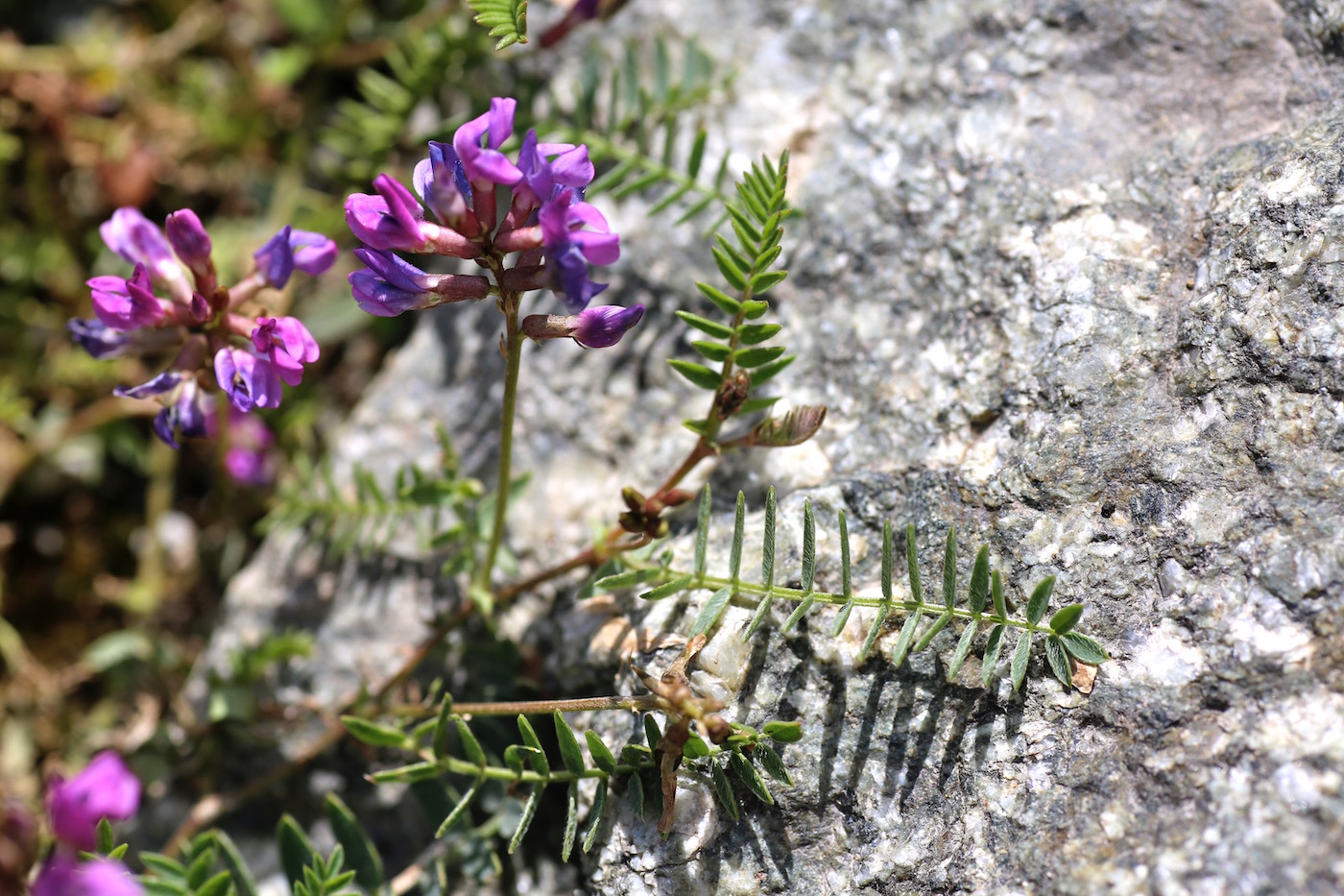 Image of Oxytropis glabra specimen.