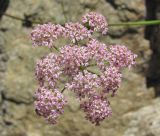 Chaerophyllum millefolium