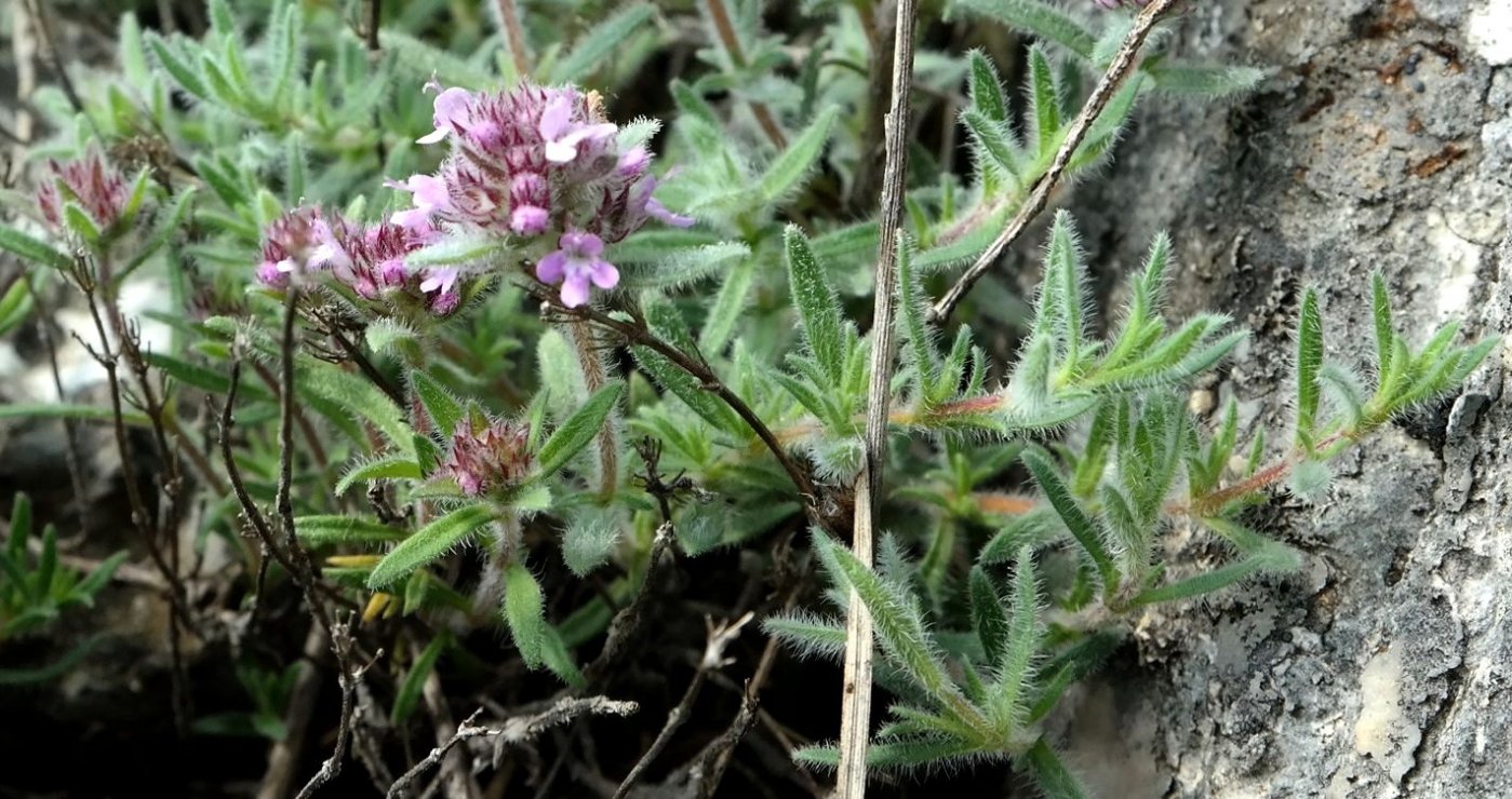 Image of Thymus roegneri specimen.