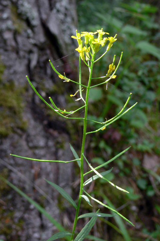 Image of Erysimum cheiranthoides specimen.