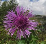 Centaurea alutacea. Соцветие. Адыгея, Кавказский биосферный заповедник, хр. Каменное Море, выс. ≈ 2050 м н.у.м. на скалах. 10.09.2016.