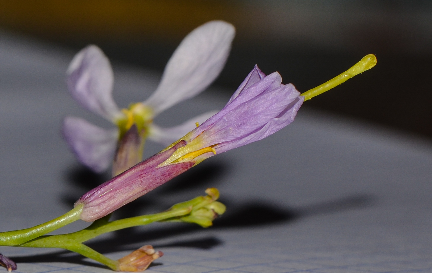 Image of Pseuderucaria clavata specimen.