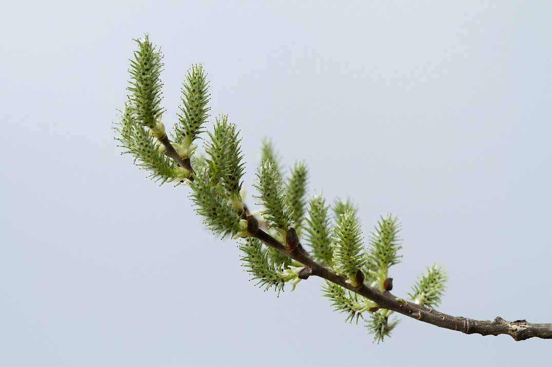 Image of Salix caprea specimen.