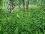 Astragalus propinquus. Цветущее и плодоносящее растение. Иркутская обл., Иркутский р-н, окр. дер. Жердовка, смешанный лес. 12.07.2016.