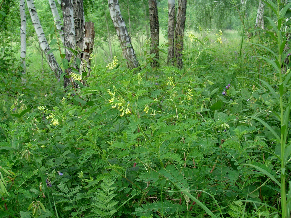 Изображение особи Astragalus propinquus.