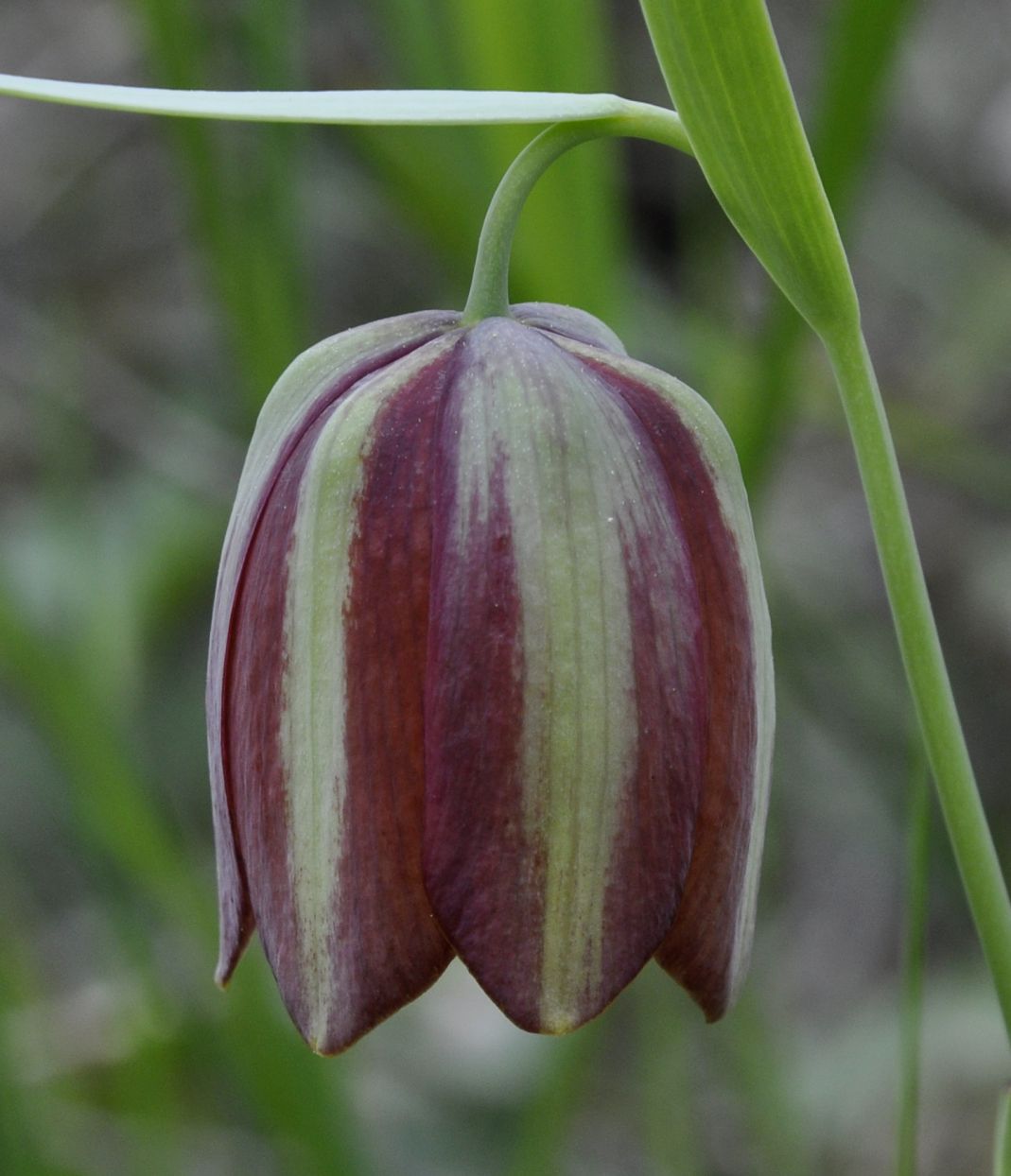 Image of Fritillaria gussichiae specimen.