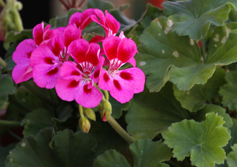 Изображение особи Pelargonium hortorum.