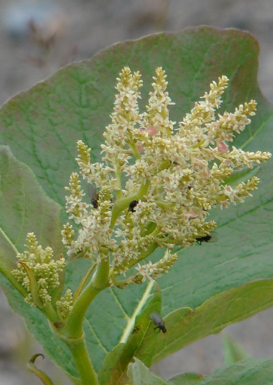 Image of Aconogonon weyrichii specimen.