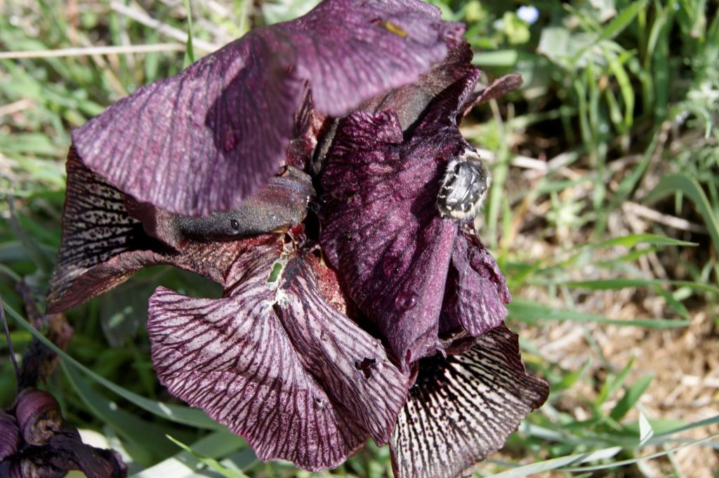 Изображение особи Iris lycotis.