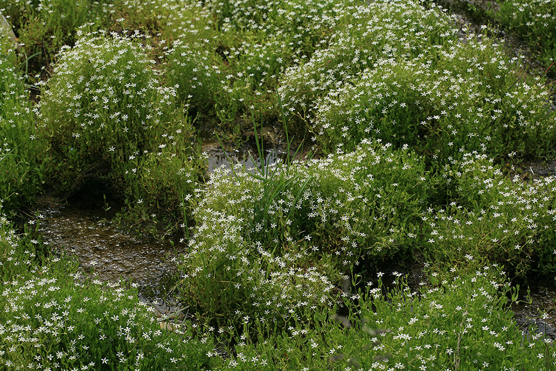 Image of Stellaria crassifolia specimen.