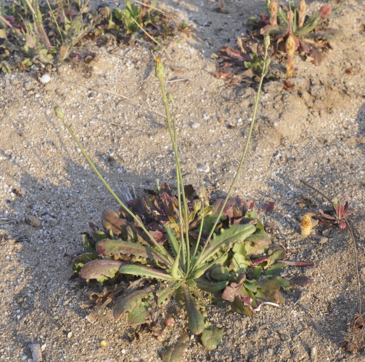 Изображение особи Hypochaeris glabra.