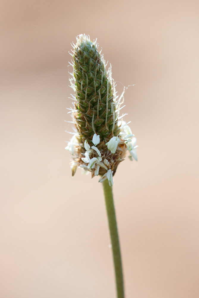 Изображение особи Plantago lanceolata.