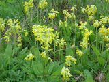 Primula veris. Куртина цветущих растений. Калужская обл., май.