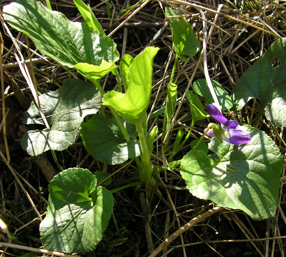 Image of Viola suavis specimen.