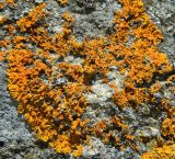 genus Xanthoria